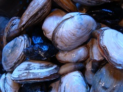 female clam