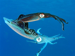 Squids - Evolution of the Reproductive SystemBy: Chris Delmond, Bo